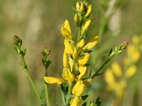 Genista tinctoria 34, Verfbrem, Saxifraga-Sonja Bouwman  892. Verfbrem - Genista tinctoria - Fabaceae familie (i)