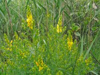 Genista tinctoria 38, Verfbrem, Saxifraga-Hans Grotenhuis