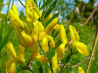 Genista tinctoria 42, Verfbrem, Saxifrga-Hans Grotenhuis