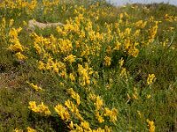 Genista tinctoria 44, Verfbrem, Saxifraga-Ed Stikvoort