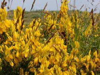 Genista tinctoria 47, Verfbrem, Saxifraga-Ed Stikvoort