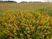 Genista tinctoria 49, Verfbrem, Saxifraga-Ed Stikvoort