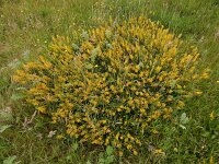 Genista tinctoria 50, Verfbrem, Saxifraga-Ed Stikvoort
