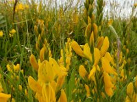 Genista tinctoria 51, Verfbrem, Saxifraga-Ed Stikvoort