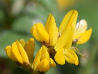 Genista tridentata 5, Saxifraga-Sonja Bouwman  Pterospartum tridentatum, Genista tridentata - Fabaceae familie; Vale da Telha (Pt)