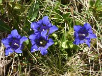 Gentiana acaulis 46, Stengelloze gentiaan, Saxifraga-Harry Jans