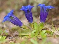 Gentiana acaulis 50, Stengelloze gentiaan, Saxifraga-Luuk Vermeer