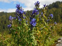 Gentiana asclepiadea 7, Saxifraga-Ed Stikvoort