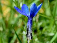 Gentiana bavarica 16, Saxifraga-Sonja Bouwman  Beierse gentiaan - Gentiana bavarica - Gentianaceae familie