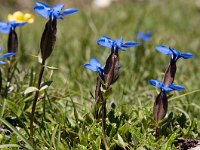 Gentiana bavarica 17, Saxifraga-Luuk Vermeer