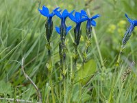 Gentiana bavarica 18, Saxifraga-Luuk Vermeer