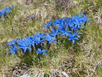 Gentiana brachyphylla 12, Saxifraga-Luuk Vermeer