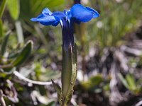 Gentiana brachyphylla 13, Saxifraga-Luuk Vermeer