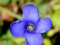 Gentiana ciliata 12, Franjegentiaan, Saxifraga-Sonja Bouwman  Franjegentiaan - Gentianopsis ciliata - Gentianaceae familie; Zinal, Val Sinestra, Zernez (Zw)