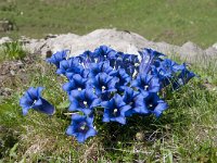 Gentiana clusii 14, Saxifraga-Luuk Vermeer