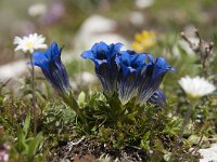 Gentiana clusii 15, Saxifraga-Luuk Vermeer