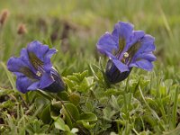 Gentiana clusii 18, Saxifraga-Luuk Vermeer