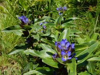 Gentiana cruciata 32, Kruisbladgentiaan, Saxifraga-Ed Stikvoort