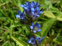 Gentiana cruciata 35, Kruisbladgentiaan, Saxifraga-Ed Stikvoort