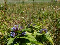 Gentiana cruciata 39, Kruisbladgentiaan, Saxifraga-Ed Stikvoort