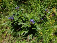 Gentiana cruciata 40, Kruisbladgentiaan, Saxifraga-Ed Stikvoort