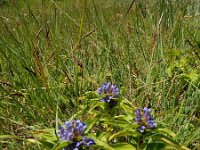 Gentiana cruciata 41, Kruisbladgentiaan, Saxifraga-Ed Stikvoort