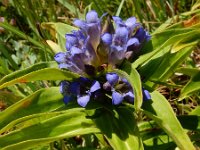 Gentiana cruciata 42, Kruisbladgentiaan, Saxifraga-Ed Stikvoort