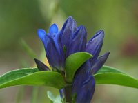 Gentiana cruciata 46, Kruisbladgentiaan, Saxifraga-Hans Dekker