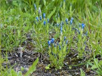 Gentiana nivalis 11, Saxifraga-Luuk Vermeer