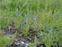 Gentiana nivalis 15, Saxifraga-Luuk Vermeer