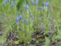 Gentiana nivalis 16, Saxifraga-Luuk Vermeer