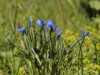 Gentiana nivalis 18, Saxifraga-Luuk Vermeer