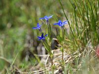 Gentiana nivalis 24, Saxifraga-Luuk Vermeer