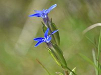 Gentiana nivalis 25, Saxifraga-Luuk Vermeer