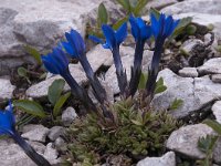 Gentiana orbicularis 36, Saxifraga-Luuk Vermeer