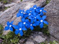 Gentiana orbicularis 38, Saxifraga-Luuk Vermeer