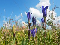 Gentiana pneumonanthe 105, Klokjesgentiaan, Saxifraga-Hans Dekker