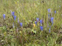 Gentiana pneumonanthe 107, Klokjesgentiaan, Saxifraga-Willem van Kruijsbergen