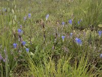 Gentiana pneumonanthe 108, Klokjesgentiaan, Saxifraga-Willem van Kruijsbergen