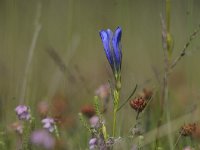 Gentiana pneumonanthe 36, Klokjesgentiaan, Saxifraga-Luuk Vermeer