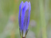 Gentiana pneumonanthe 93, Klokjesgentiaan, Saxifraga-Luuk Vermeer