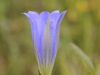 Gentiana pneumonanthe 97, Klokjesgentiaan, Saxifraga-Luuk Vermeer