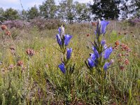 Gentiana pneumonanthe 98 Klokjesgentiaan, Saxifraga-Luuk Vermeer