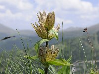 Gentiana punctata 31, Saxifraga-Luuk Vermeer