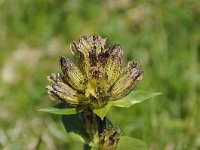 Gentiana punctata 36, Saxifraga-Luuk Vermeer