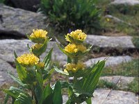 Gentiana punctata 39, Saxifraga-Jan van der Straaten