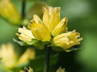 Gentiana punctata 8, Saxifraga-Bart Vastenhouw