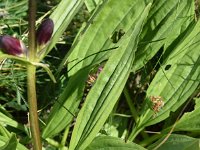 Gentiana purpurea 17, Saxifraga-Sonja Bouwman  Purpergentiaan - Gentiana purpurea - Gentianaceae familie