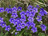 Gentiana pyrenaica 13, Saxifraga-Harry Jans  Gentiana pyrenaica