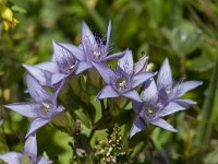 Gentiana ramosa 20, Saxifraga-Luuk Vermeer